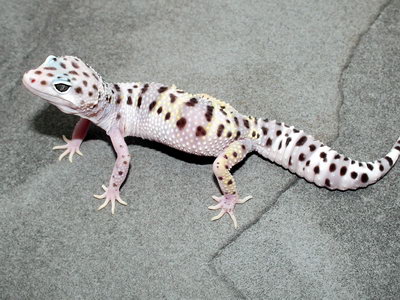 Gem Snow Leopard Gecko