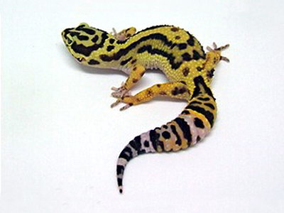 HyperXanthic Leopard Gecko