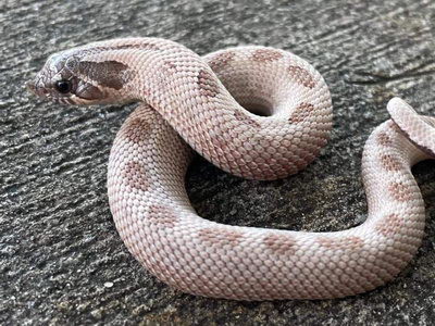 Conda Lavender Western Hognose Snake