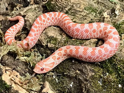 Pink Pastel Albino Western Hognose Snake