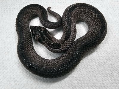 Super Anaconda Sable Western Hognose Snake