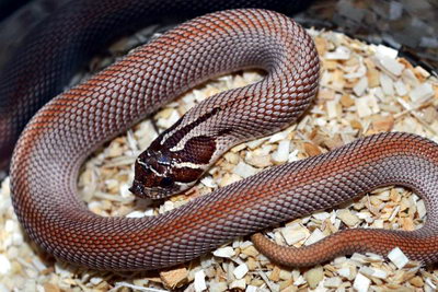 Super Anaconda Purple Western Hognose Snake