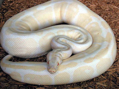 Ball python Albino Faded
