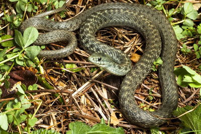 Oregon garter snake