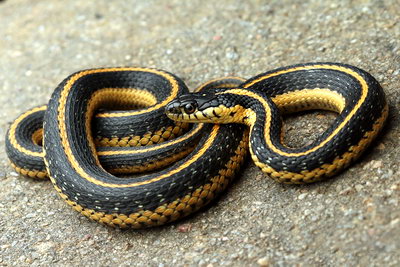Diablo Range garter snake