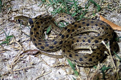 Yucatan Checkered Garter Snake
