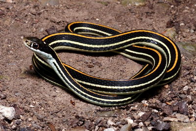 Orange-striped ribbon snake