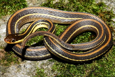 Central American ribbon snake