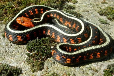 Red-spotted garter snake