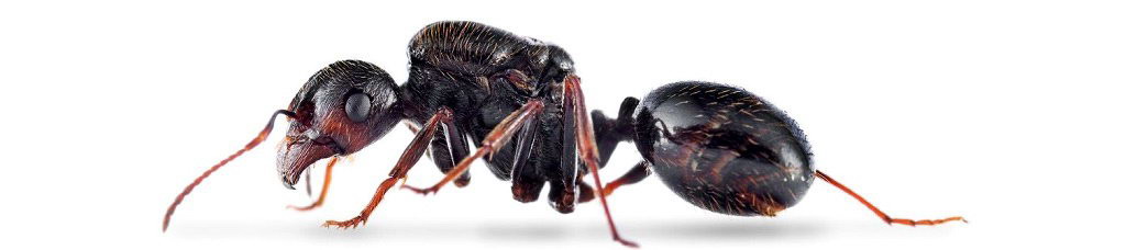 муравьи-жнецы