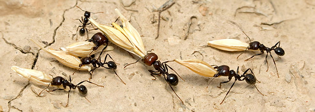 Чем кормить муравьев