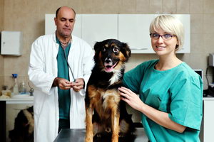 проверенные ветеринарные клиники
