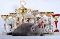 Кошка Августа с кубками