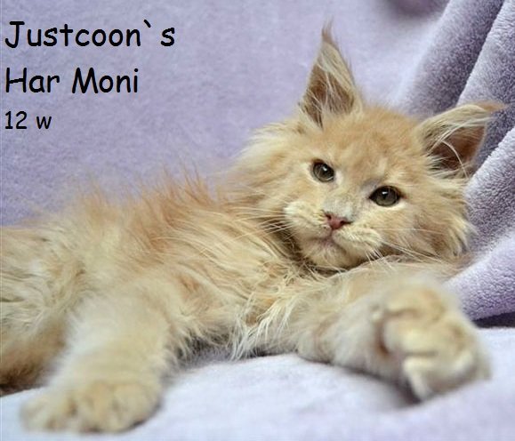 кошка Justcoon`s Har Moni