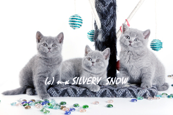 Британские котята питомника SILVERY SNOW