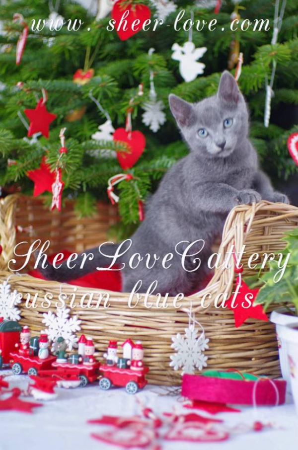 Русские голубые котята Sheer Love в Краснодаре/ Сочи