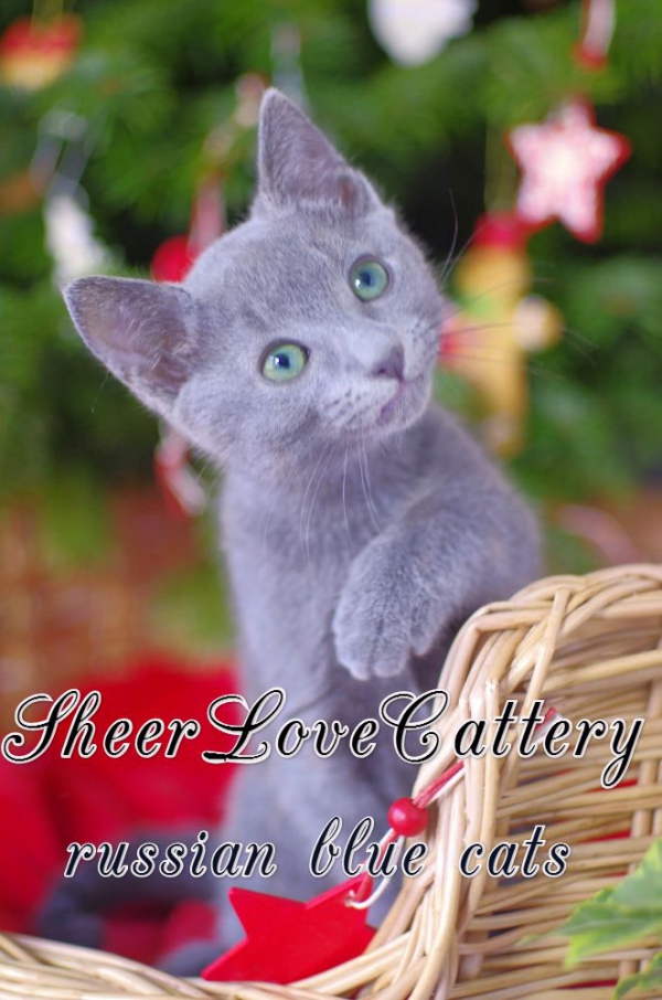 Русские голубые котята Sheer Love в Краснодаре/ Сочи