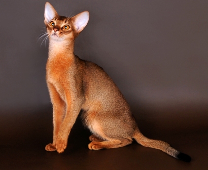Абиссинская кошка Yutush из питомника Abysolaris