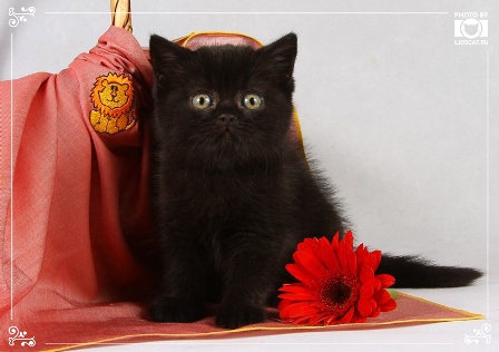 Черные британские котята