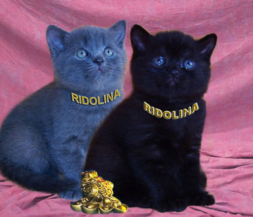 Британские котята. Питомник Ridolina.