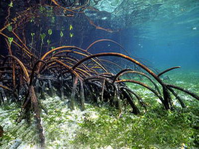 солоноводный аквариум