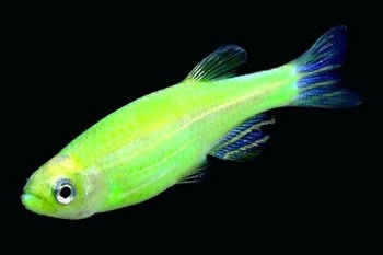 Данио GloFish
