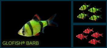 Барбус суматранский GloFish