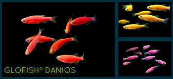Данио GloFish