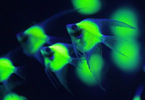 Скалярии GloFish