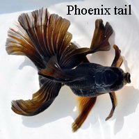 Oranda Phoenix tail