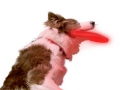 Светящийся диск для собак