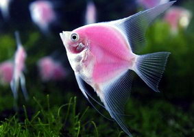  GloFish