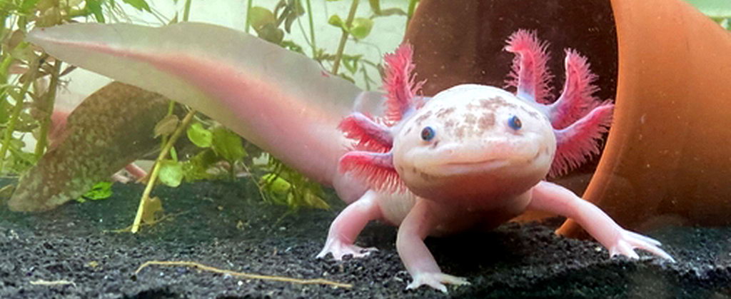 axolotl wild type