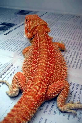 Genetic Stripe Bearded Dragon