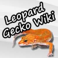 Leopard Gecko Wiki