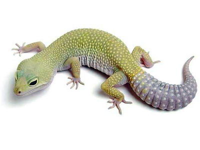 Patternless Murphy Leopard Geckos