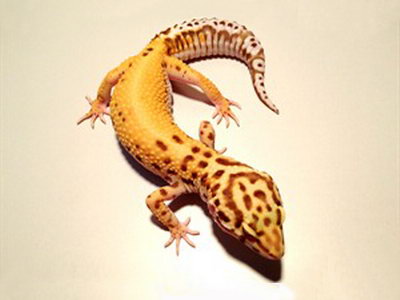 Patternless Stripe Leopard Geckos