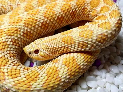 Albino Yellow Western Hognose Snake
