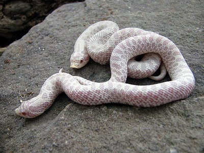 Snow Western Hognose Snake