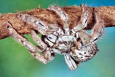 Африканский древесный паук-птицеед