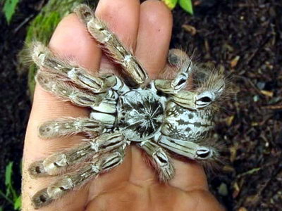 Африканский древесный паук-птицеед
