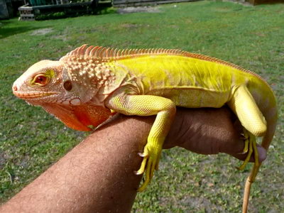 iguana-albino