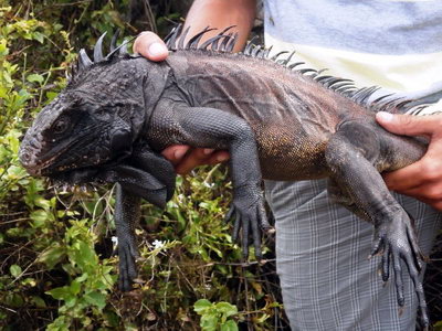 iguana-black-dragon