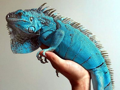 iguana-blue
