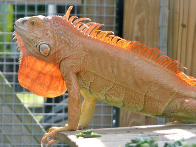 iguana-hypomelanistic