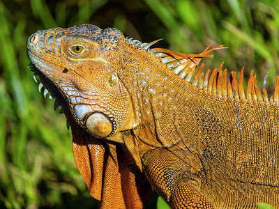 iguana-orange