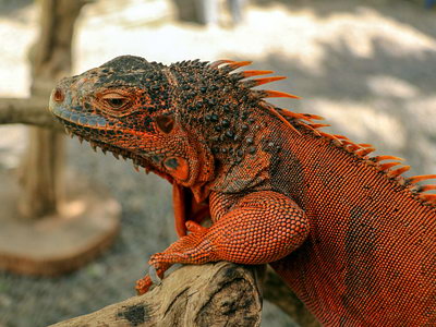 iguana-red