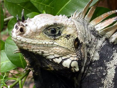 iguana-white-black