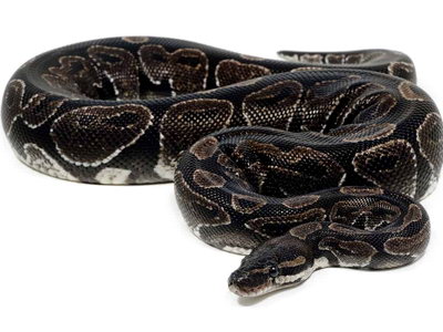 python regius axanthic