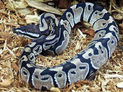 python regius axanthic